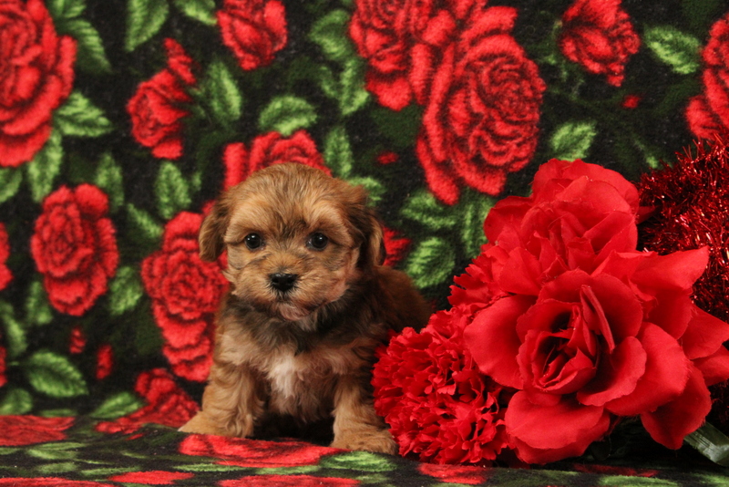 puppy, for, sale, Morkie-Poo, Matthew B. Stoltzfus, dog, breeder, Gap, PA, dog-breeder, puppy-for-sale, forsale, nearby, find, puppyfind, locator, puppylocator, aca
